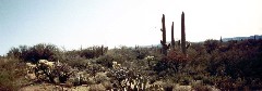 Arizona Trips Cactus